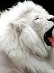pic for WHITE LION